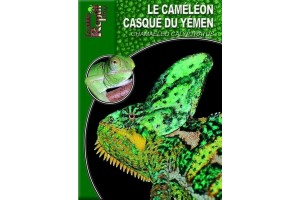 Le caméléon casqué du Yemen Guide Reptilmag